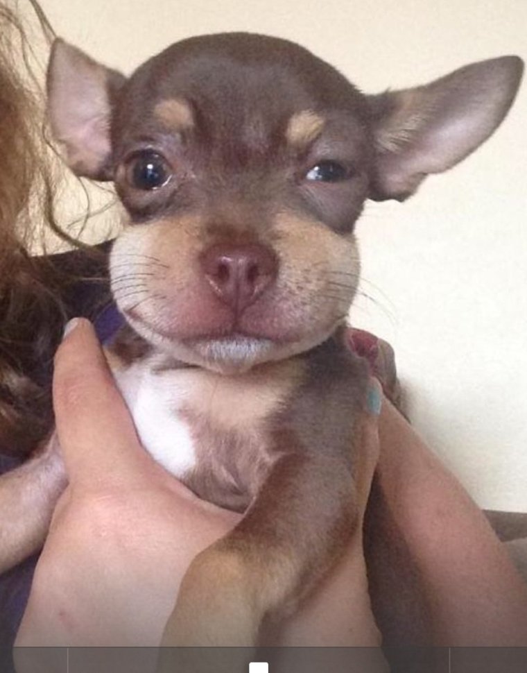 Ужалила Оса лабрадора