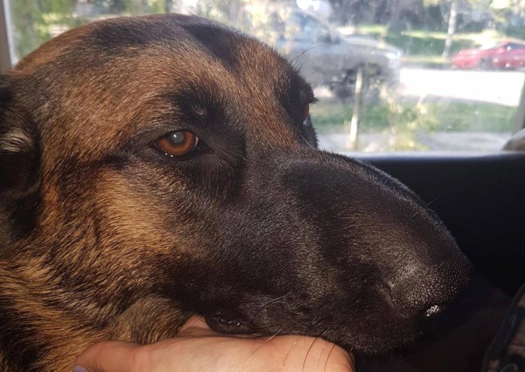 Французский бульдог покусанный пчелами