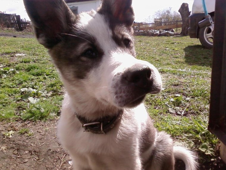 Собака-улыбака демотиватор