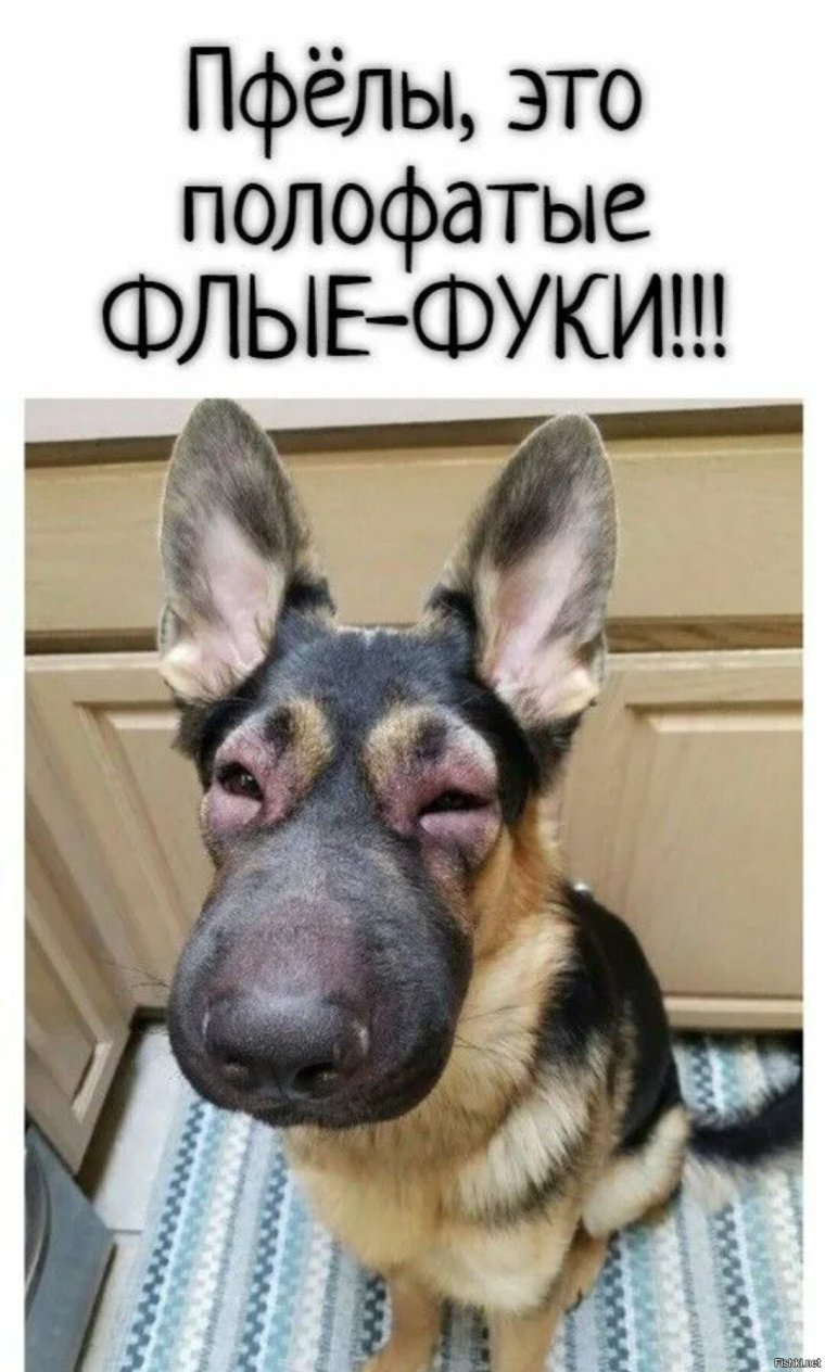 Собаку ужалила пчела