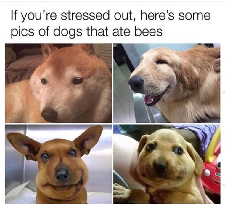 Собаку укусила пчела