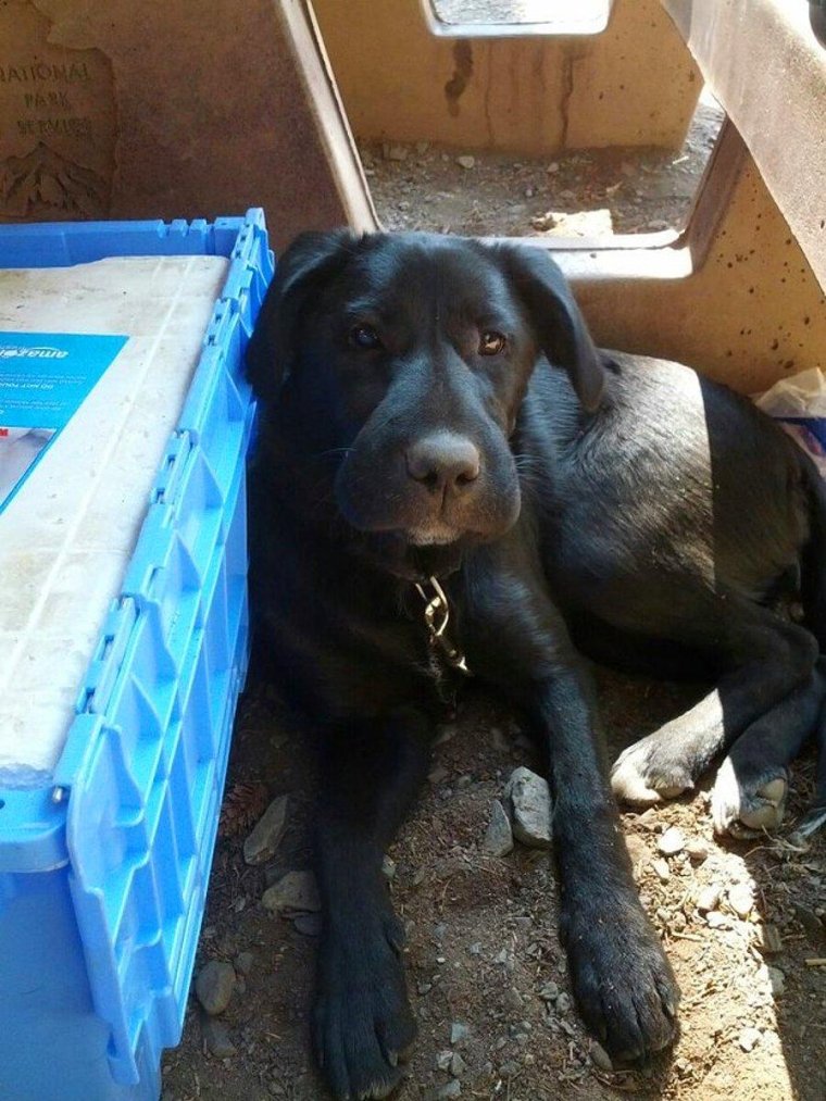 Такса улыбается Мем