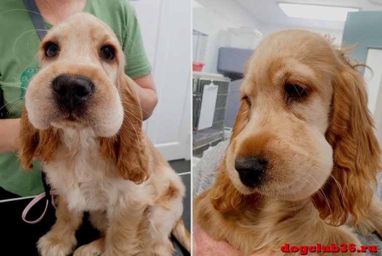 Таксу ужалила пчела