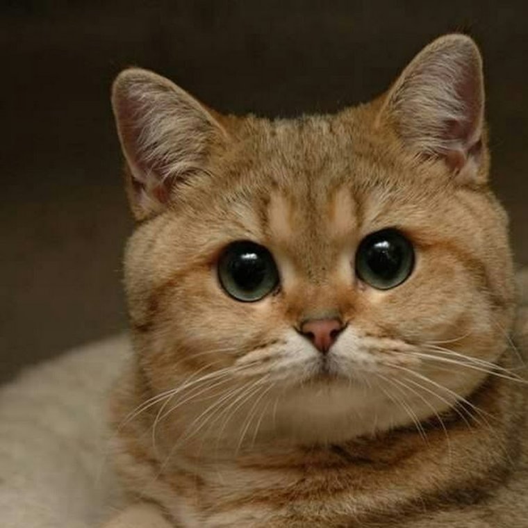 Кот Пидрила