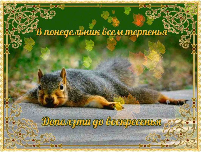 Поздравление с понедельником