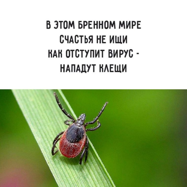 Клещ прикол