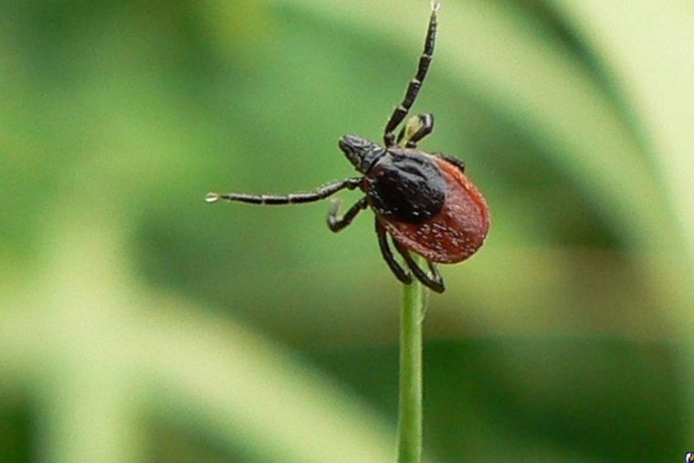 Таежный клещ возбудитель клещевого энцефалита
