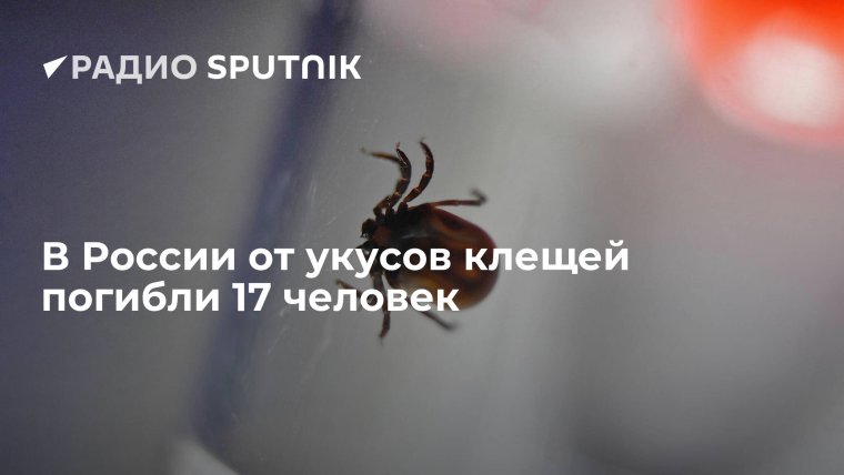 Свадьба в лесу клещ Валера приглашает всех на свадьбу