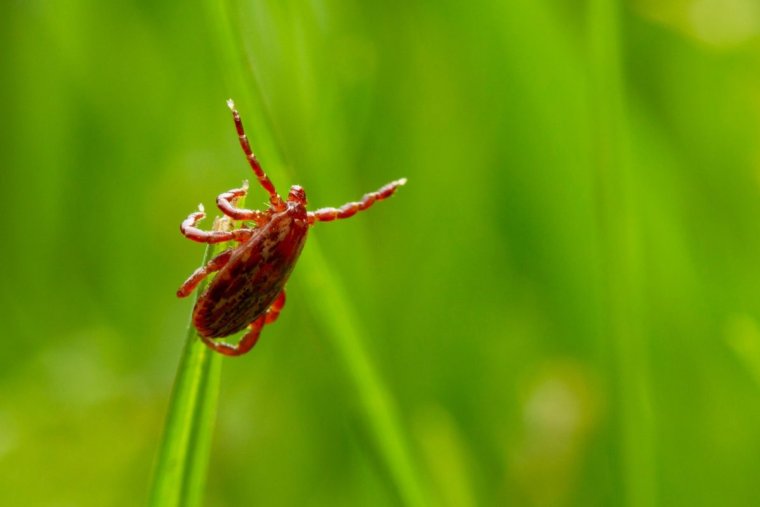 Сезон клещей