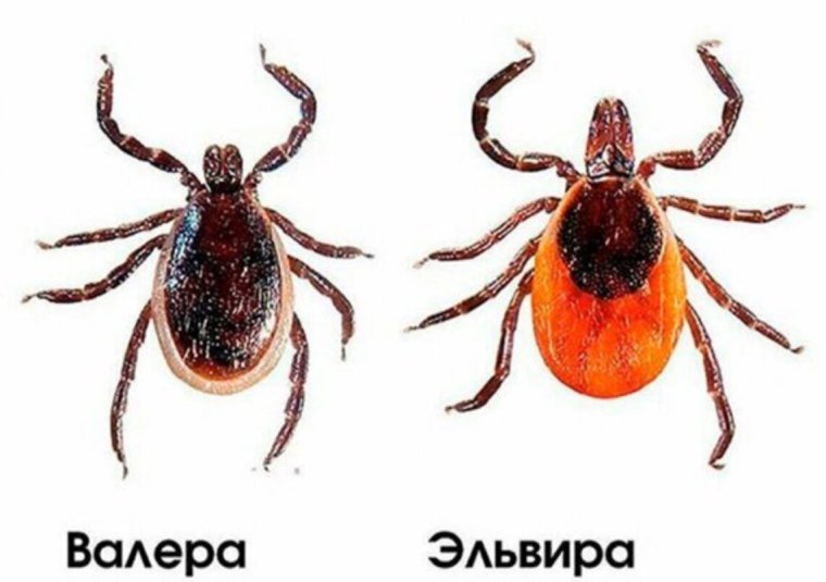 Сезон клещей