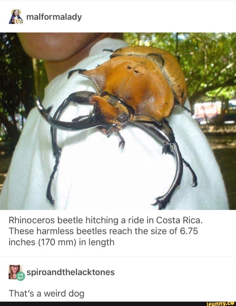 Burning Angel Джоанна Энджел