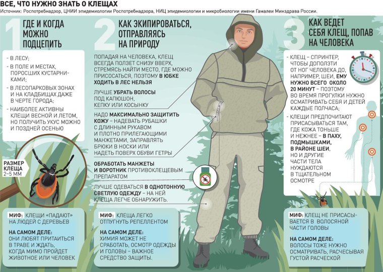 Мифы о клещах