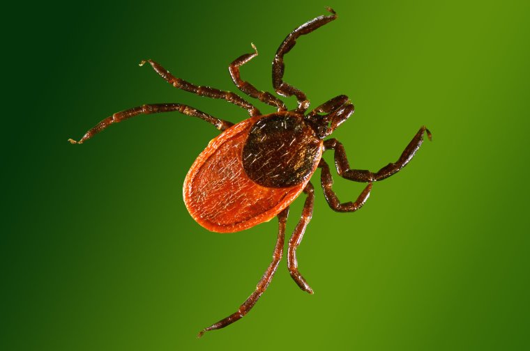Черноногий клещ