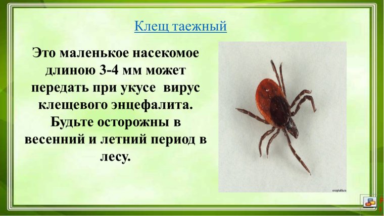 Иксодовый клещ Степной