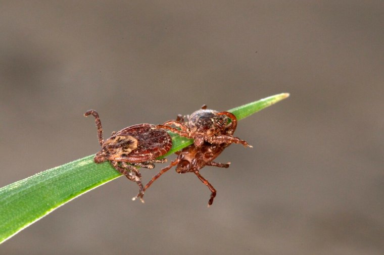 Таежный клещ самка и самец
