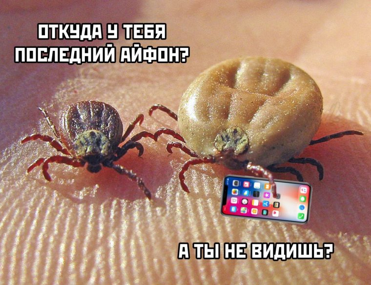 Клещ прикол