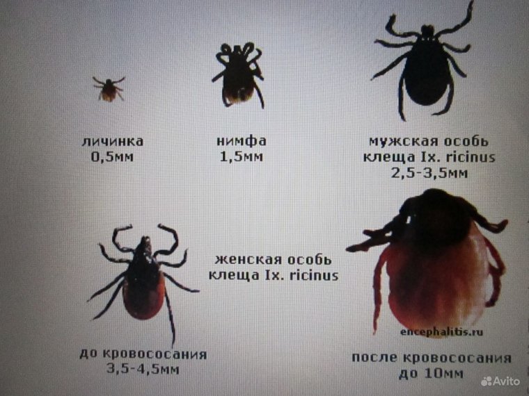 Антиклещ страхование