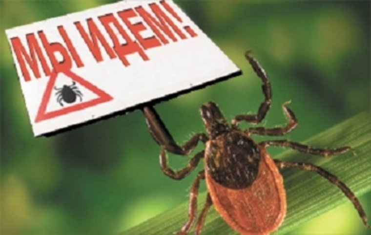 Энцефалитный клещ Валера