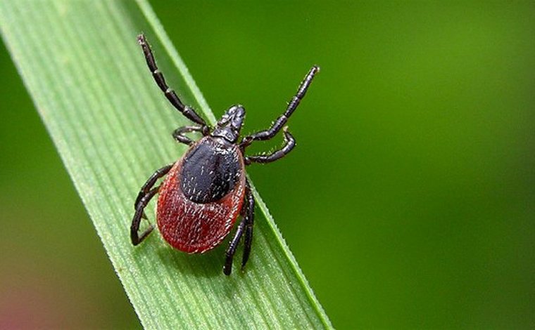 Приколы про клещей