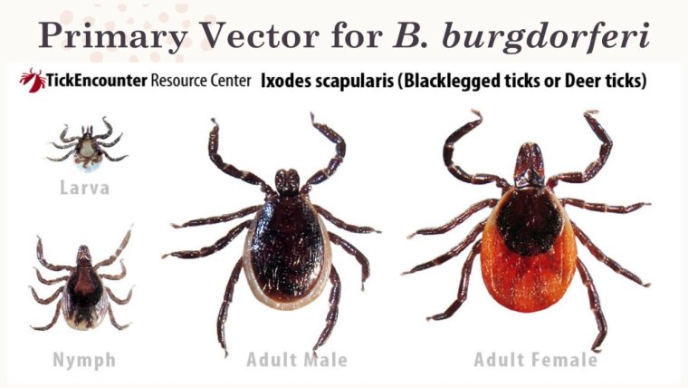 Ixodes Ricinus самка