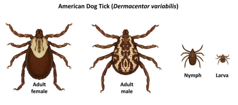 Клещи рода Dermacentor самка и самец