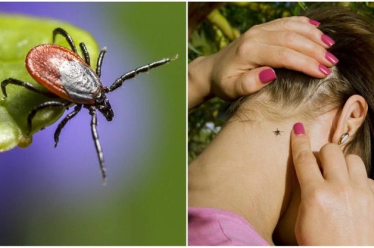 Nn-df383bzpe (инверторная)