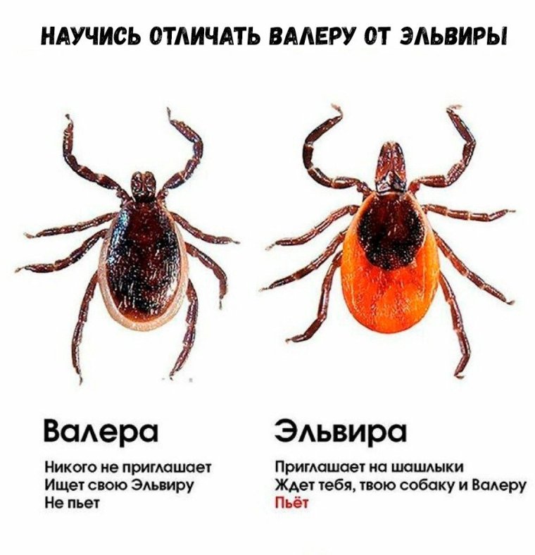 Клещ Валера и клещ Эльвира