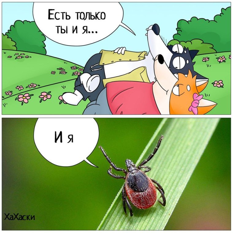 Клещ прикол