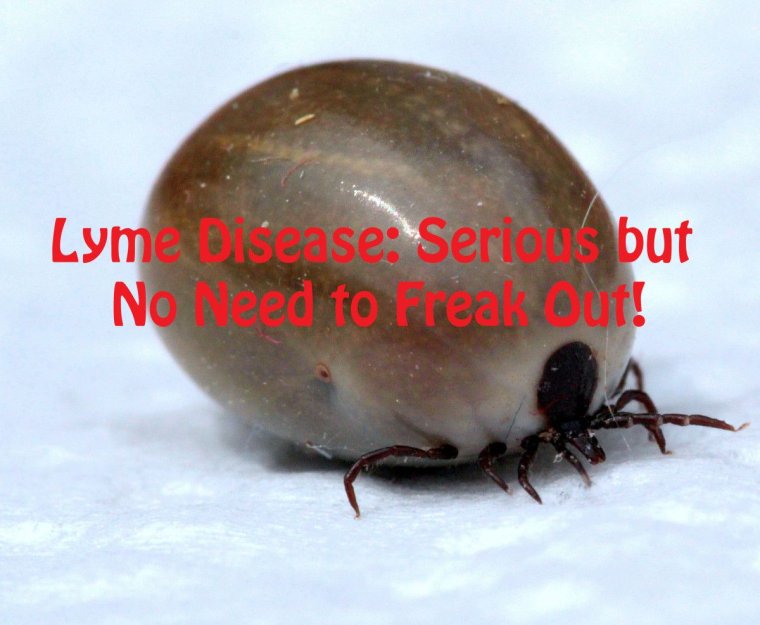 Карикатуры про клещей