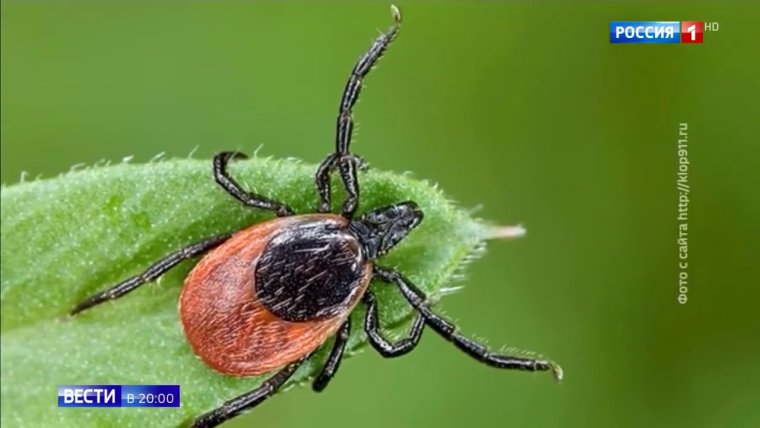 Страхование от клеща