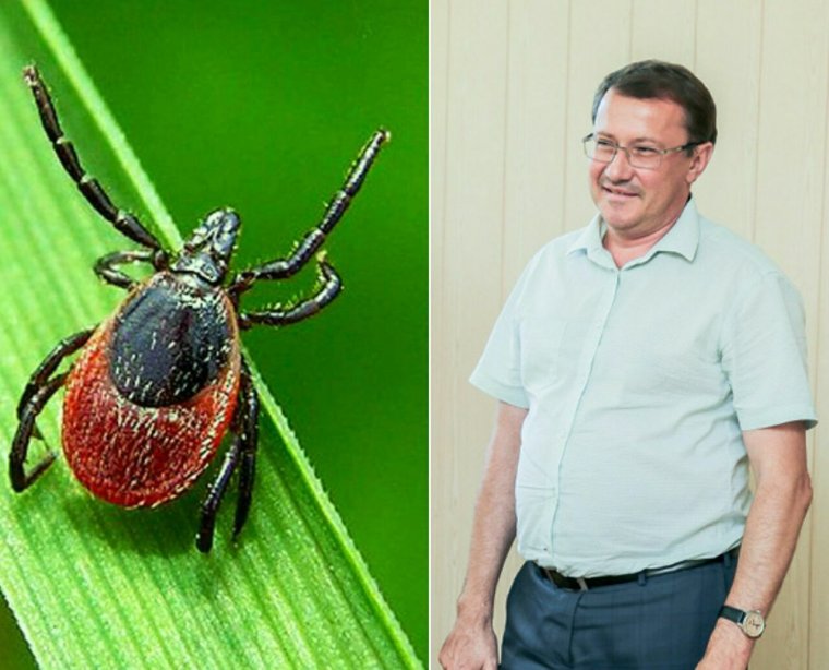 Клещ на травинке