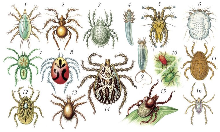 Клещ прикол