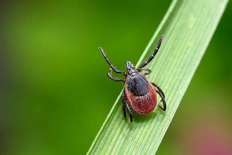 Паукообразные иксодовый клещ