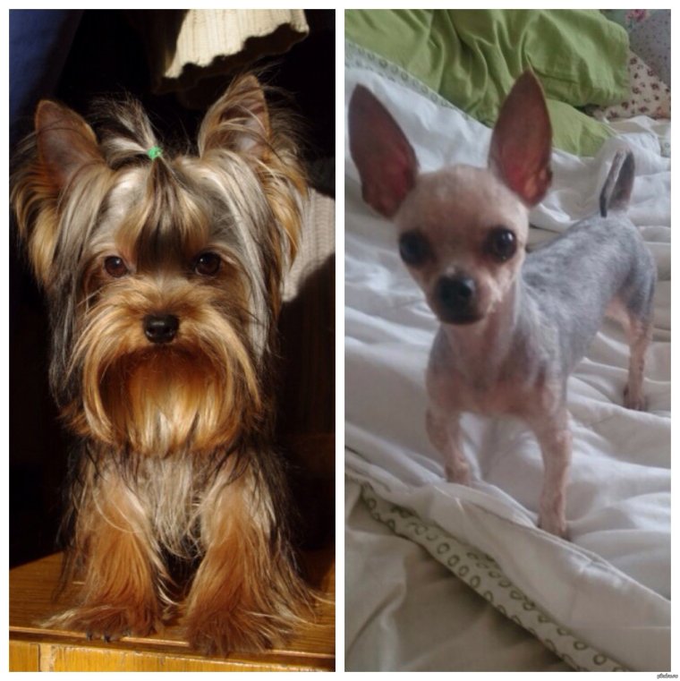 Йоркширский терьер стрижка налысо