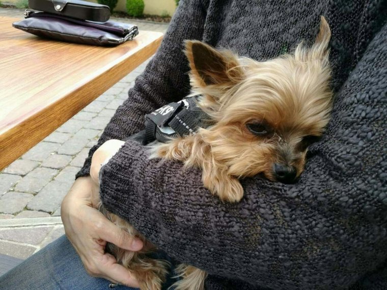 Лысый Йоркширский терьер