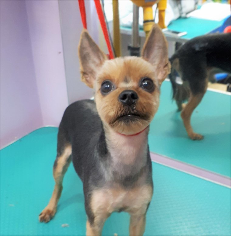 Йоркширский терьер стрижка налысо