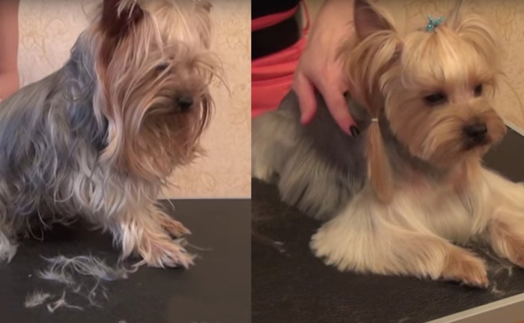 Худой Йоркширский терьер