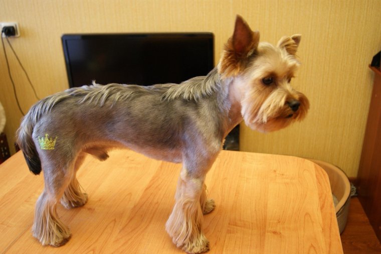 Йоркширский терьер Эстетика