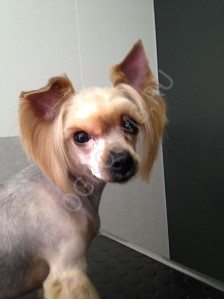 Лысая собака Йоркширский терьер