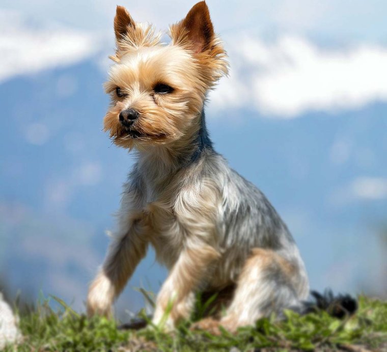 Йоркширский терьер