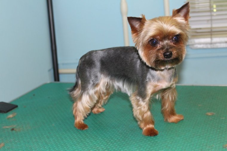 Злой Йоркширский терьер