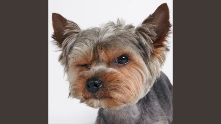 Стриженые уши Йорка сзади