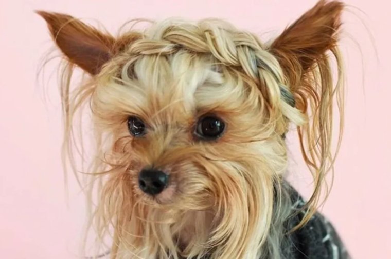 Йоркширский терьер