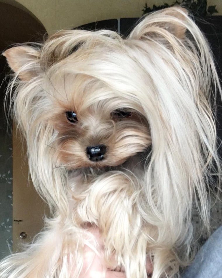 Йоркширский терьер мини лысый