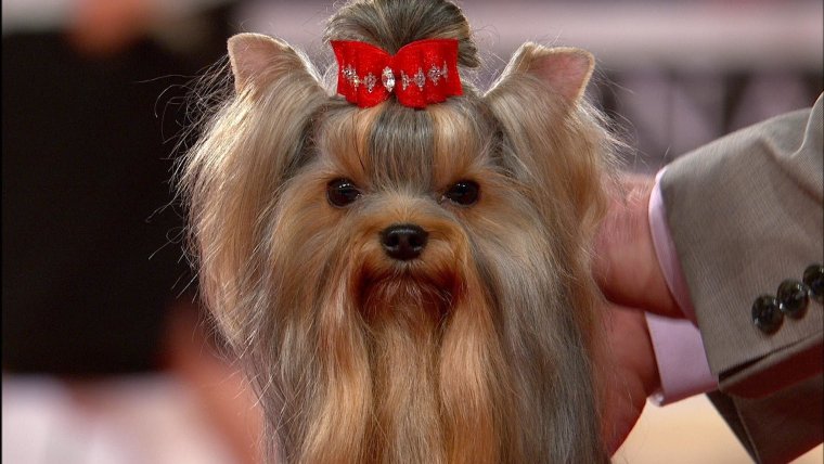 Йорк прикол