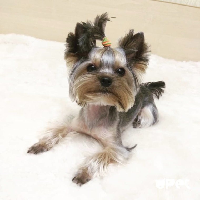 Йоркширский терьер мини лысый