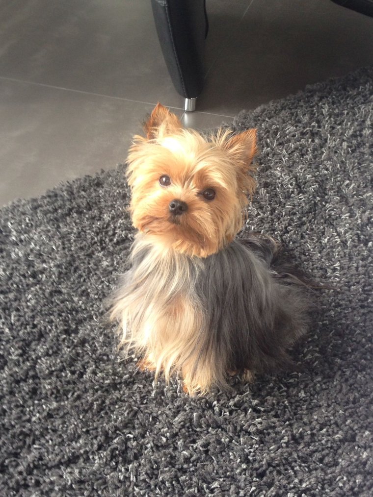 Собака с длинной челкой