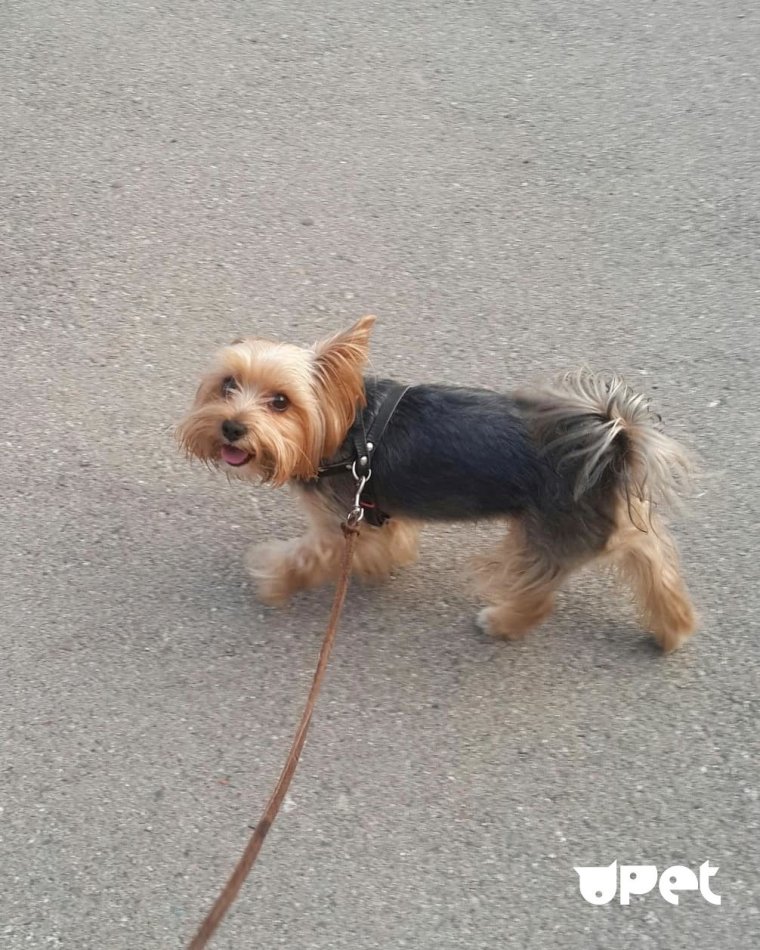 Йоркширский терьер налысо