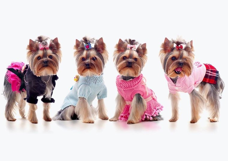 Собака с прической на голове