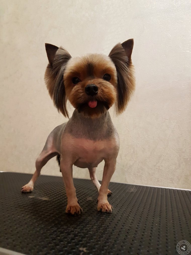 Стрижка Йорка мальчика налысо